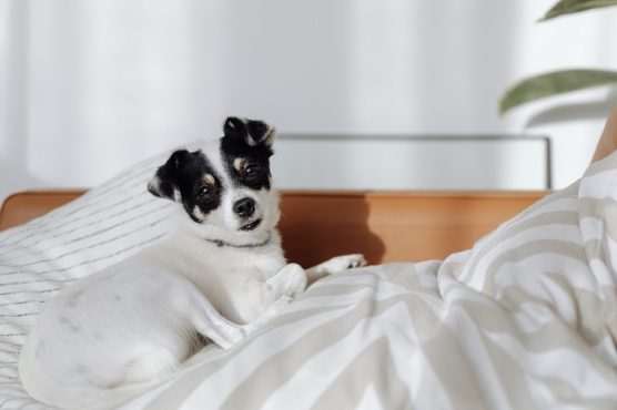 CHienHotelToutourisme